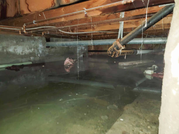 Best Water damage repair service  in Rosharon, TX